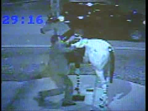 Drunk Guy Mounting Fake Horse
